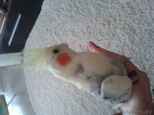   Продам Кореллу #1010047