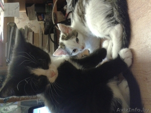 Котята от умной кошки в хорошие руки  #1013691