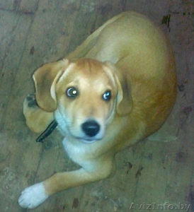 Пропал четвероногий друг!  #1004705