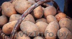 картофель крупный с доставкой(без доставки цена ниже) #1011395