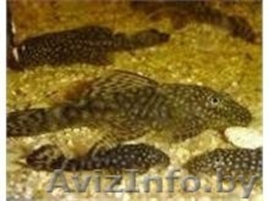 Продажа сомов Анциструс #1001427