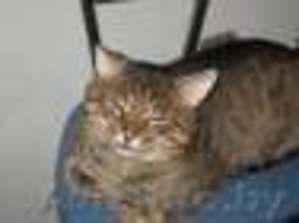 СОС!!! почти обретший надежду котик может снова оказаться на улице=(  #1012340