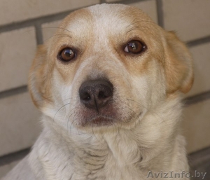 Милая собачка Фрося в добрые руки #1011958