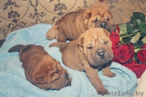 Лучшие щенки шарпея уже ищут новый дом и заботливых хозяев. #1008162