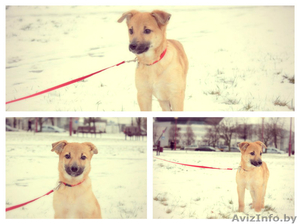 Рыжий маленький лисёнок в дар! #1008820