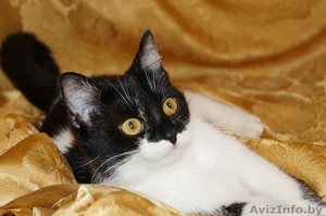 Сандра- изящная молоденькая кошечка #1001464