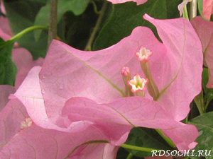 продам бугенвилию #1001491