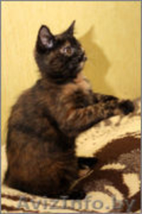 Чери - маленькая черепашка #1008101