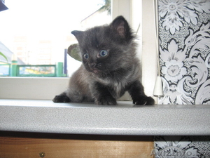 Отдам котят в добрые руки 3 #1008190