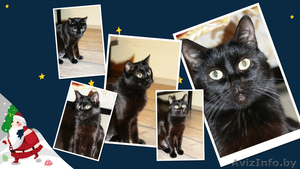 Фиона-шоколадная красавица! #1008951