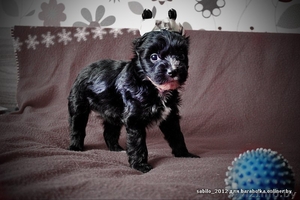 Щеночки Китайской Хохлатой собачки ищут друзей!!! #1007695