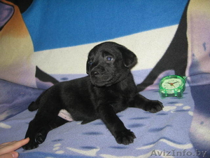 Лабрадора щенки классического окраса #1010933