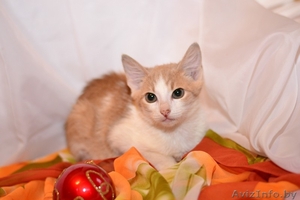 Котята  лесного и бело-рыжего окраса в дар #1007604