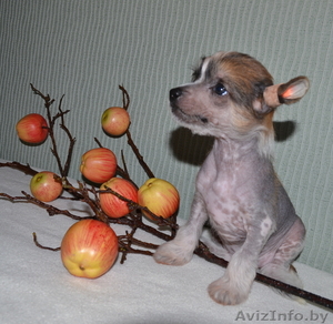 КХС-Ваш талисман,  от беды хранящий! #1008453