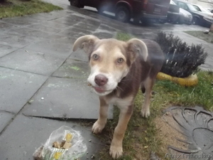 (МИНСК)Люди не оставьте бедного щенка умирать на улице,  ему холодно. #1002428