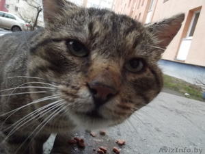 СОС!!!! на улице умирает котик... у него жуткие хрипы при дыхании=((((   #1008850