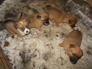 щенки смесь бельгийской овчарки и сибирской лайки #1002549