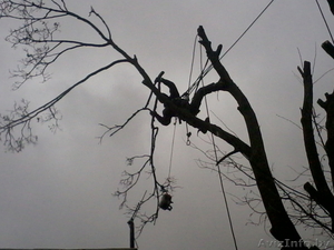 Спилить безопасно аварийное дерево,  больших по диаметру и высоте. #1004171