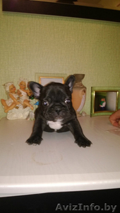 Высокопородные щенки французского бульдога #1008517