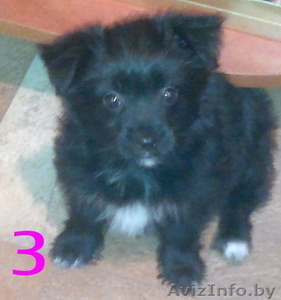  йоркширского терьера #1013721