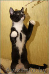 Котенок Граф ищет свой дом #1008100