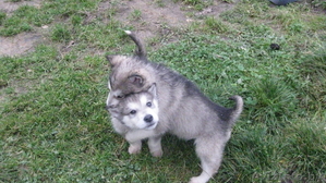  аляскинсКИЙ маламут ПОРОДИСТЫЙ ЩЕНОК #1002227