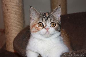 скоттиш страйт девочка #922521