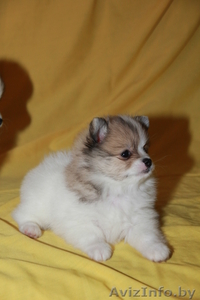 Мальчик померанского шпица #1005048