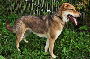 Рыжая красотка в дар #1004398