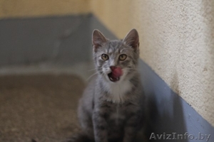 SOS!!!ОЧЕНЬ СРОЧНО!Нужна передержка(МОЖНО ПЛАТНАЯ!) хотя бы до понедельника #1013958