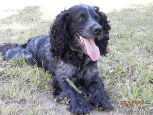 русский спаниель #1004169