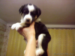 Ищем хозяина для щенка в дар  #1014287