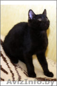 Котенку Пьеру нужен дом #1008098