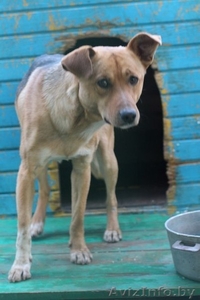 ЛЮДИ помогите Рудольфу #1006408