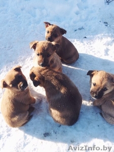 помогите щенкам найти дом #1007531