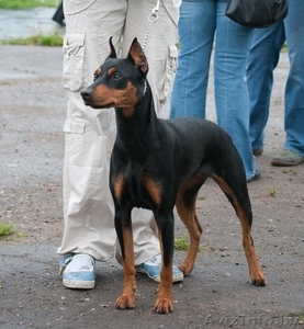 Немецкий пинчер. щенки #1017938