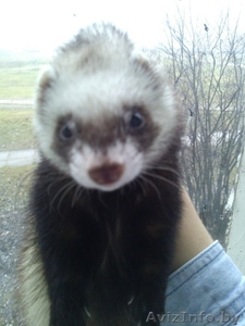 Хорек 5 месяцев #1016012