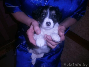 Отдается милый щенок-девочка в дар! #1029487