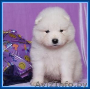 Прелестные щеночки самоедской лайки  #1018345