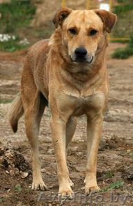 Спокойный преданный мальчик ищет добрый дом! #1017125