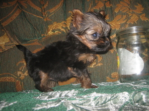 йоркширский терьер щенки мини продам #1019428
