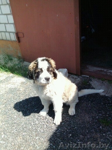 Продается щенок московской сторожевой #1006516