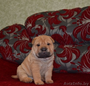  очаровательные щенки шарпея #1027109