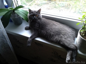 Продам черного британского котенка #1022266