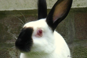 Кролики калифорнийской породы,  разного возраста #1019307