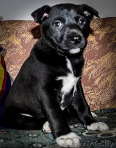 щенки ищут своего хозяина #1027639