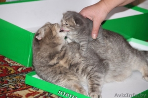 Продам очаровательного котенка  #1024479