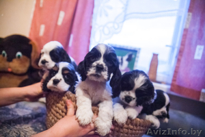  Американского кокер спаниеля #1026497