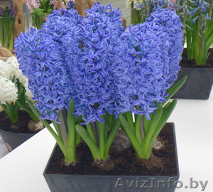 Продажа  гиацинтов к 8 марта #1019807