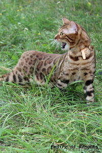 Бенгальский кот приглашает на вязку минск #1029795